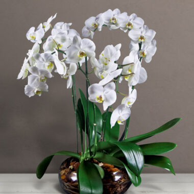 Preziosa orchidea