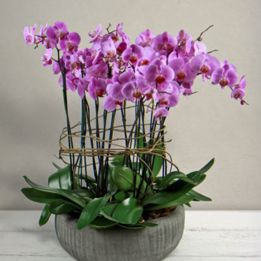 Phalaenopsis rosa