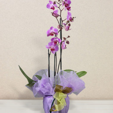 Orchidea rosa