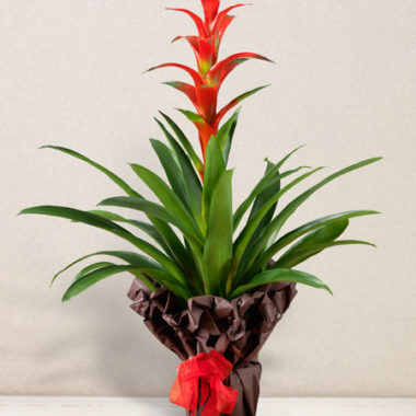 Guzmania