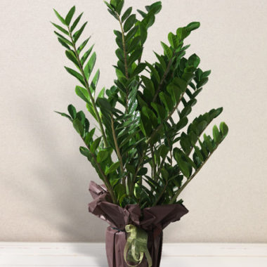 Zamia