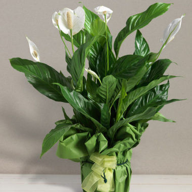 Spatiphyllum