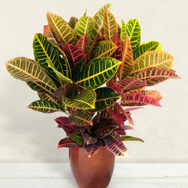 Croton