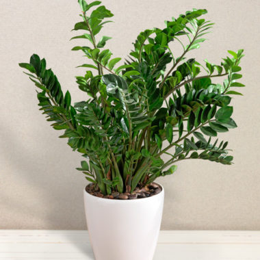 Zamia in vaso