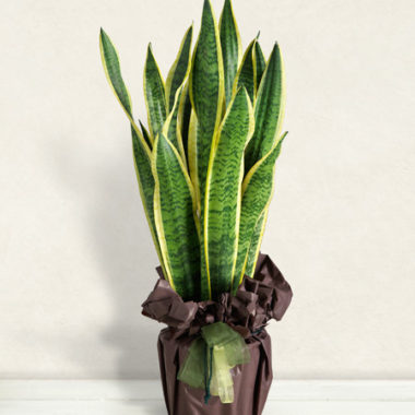 Sanseveria