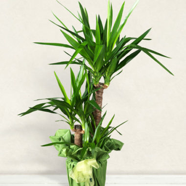 Yucca