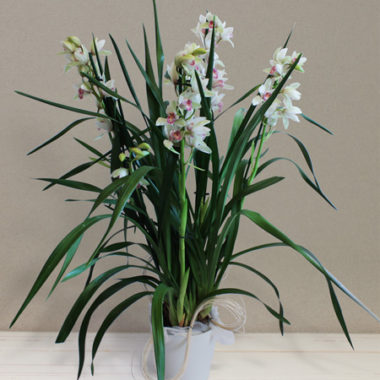 Mini Cymbidium