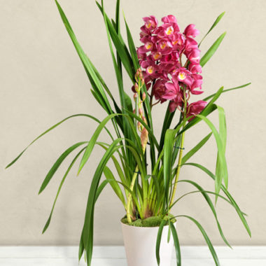 Orchidea Cymbidium