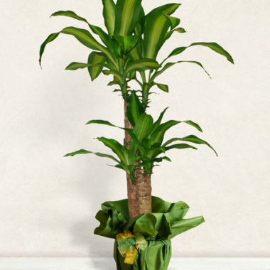 Dracena Plant
