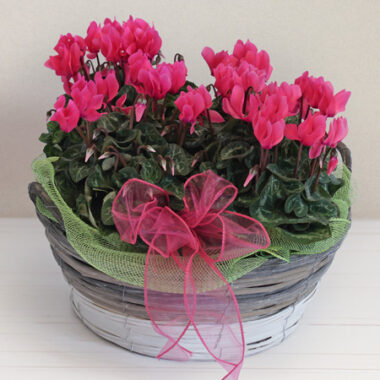 Cyclamen arrangement