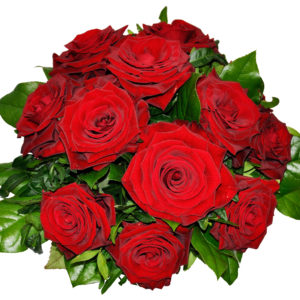 One dozen red roses