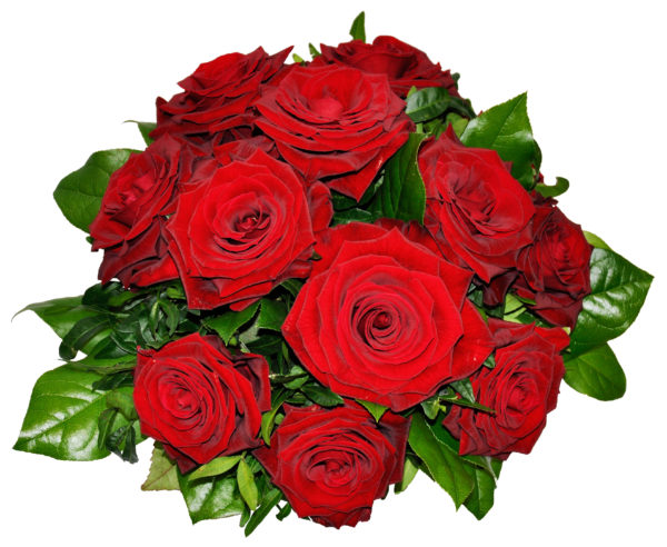 One dozen red roses