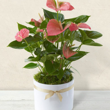 Anthurium rosa