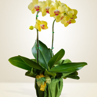 Orchidea gialla