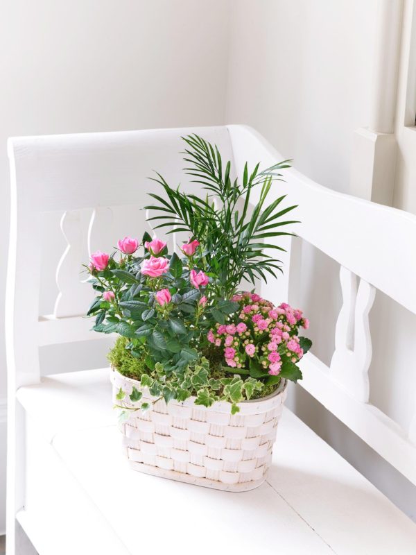Mixed Planted