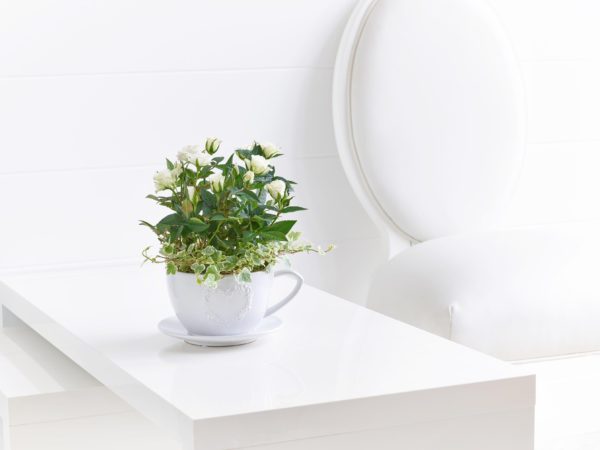 Rose Teacup