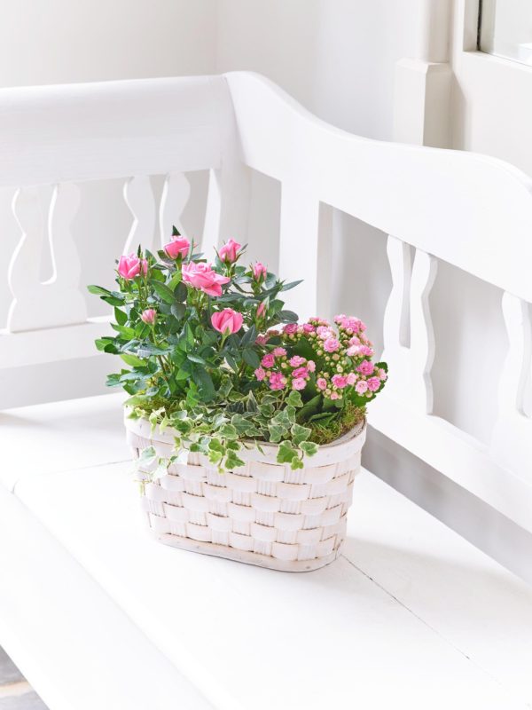 Kalanchoe