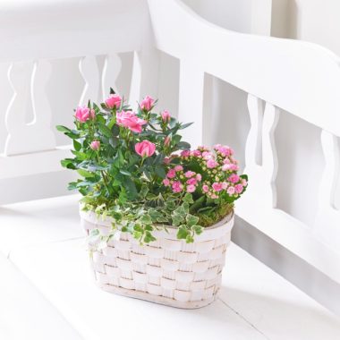 Cesta Rosa Rosa Y Kalanchoe