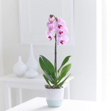 Orquidea De Phalaenopsis Rosa