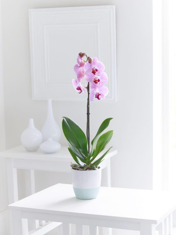 Orquidea De Phalaenopsis Rosa
