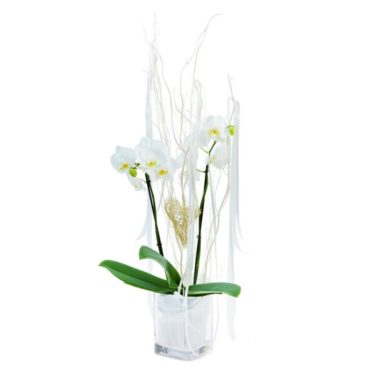 White Orchid