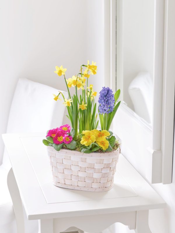 Cesta De Plantas Vibrantes