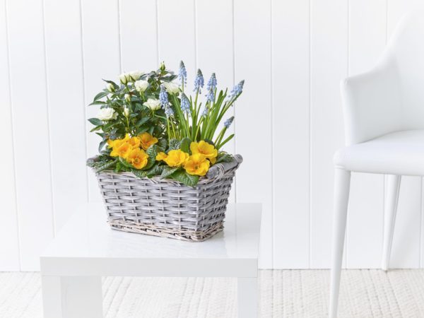 Sunny Skies Planted