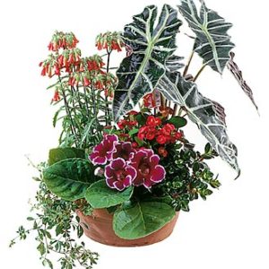 Arrangement of Plants