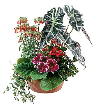 Arrangement of Plants