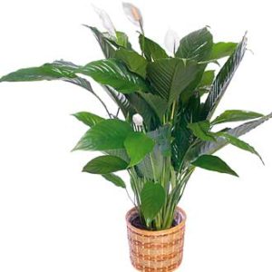 Spathiphyllum Plant