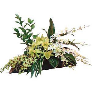 Orchids Arrangement