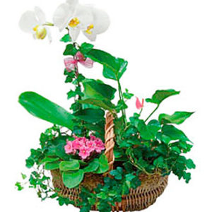 Basket Arngmnt of Plants