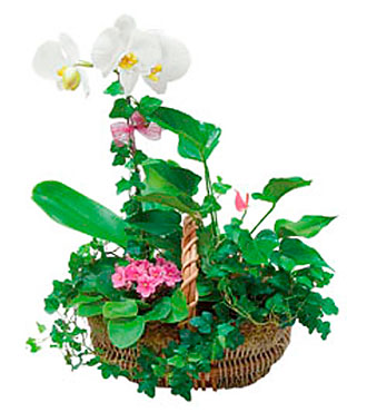 Basket Arngmnt of Plants