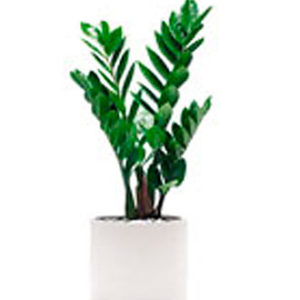 Single plant Zamioculcas