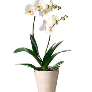 Single Plant Phalaenopsis