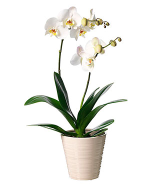 Single Plant Phalaenopsis