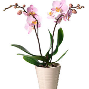 Single Plant Phalaenopsis