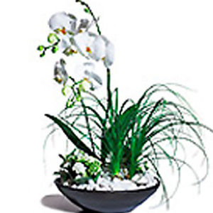 Trendy Arrngmnt of Plants