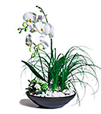 Trendy Arrngmnt of Plants