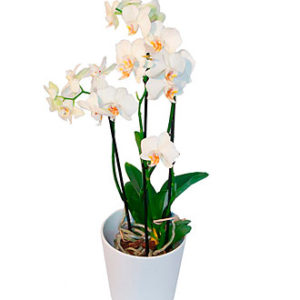 Orchid Plant w/pot