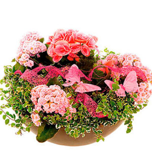 A Nice Arrangement of Pla