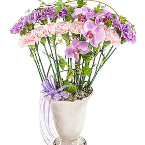 Elegance -Decor of Carns