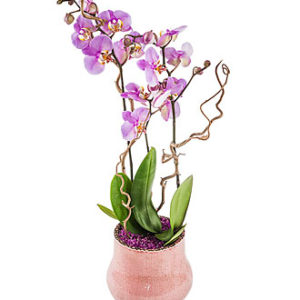 Decorated Orchid -Plant