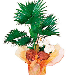 Arrangement of Plants