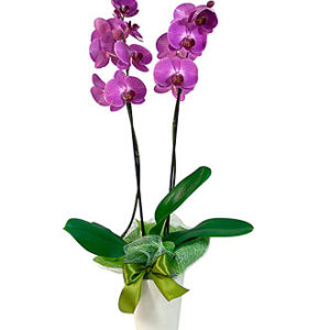 Orchid in a Pot