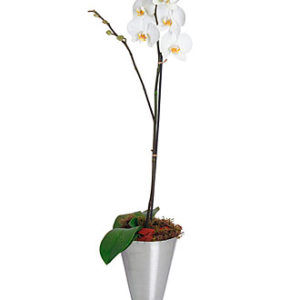 Phalaenopsis Plant