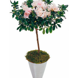 Azalea Plant
