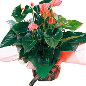 Anthurium plant