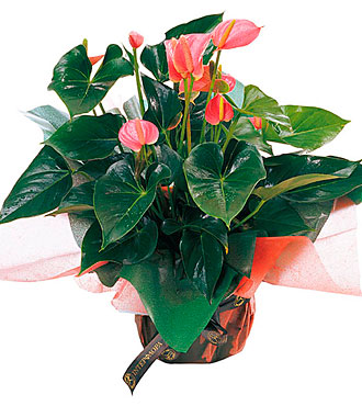 Anthurium plant