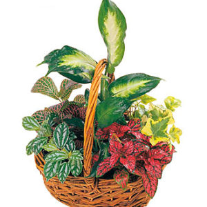 Arrangement of Plants